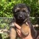 Puppies for sale