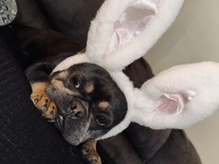 Cookie the frenchie