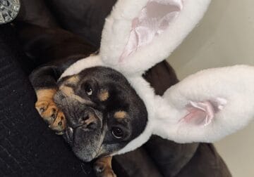 Cookie the frenchie