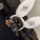 Cookie the frenchie