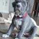 100% Pitt Bull Terrier Puppies