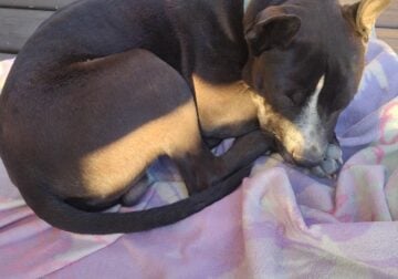 Rehoming 2 year old pit mix