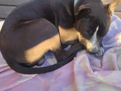 Rehoming 2 year old pit mix