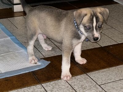 Pitsky Pups