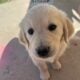 AKC Golden Retrievers