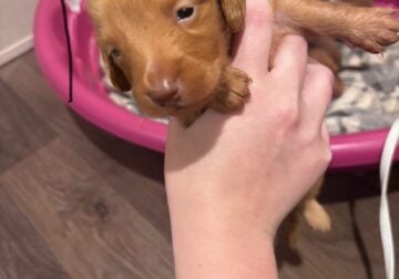 Dachshund