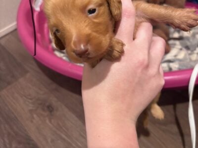 Dachshund