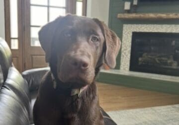 Chocolate labrador