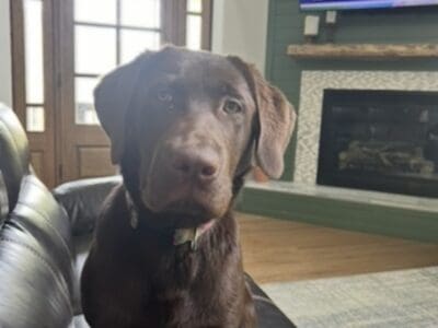 Chocolate labrador
