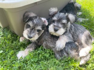 Purebred Miniature Schnauzer females for sale