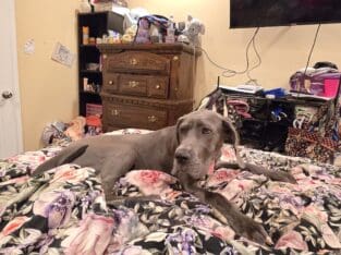 Great Dane