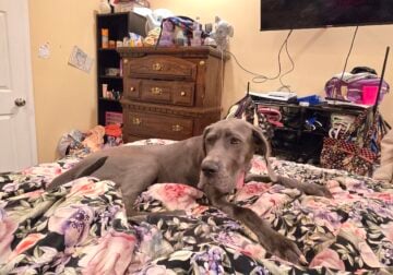 Great Dane