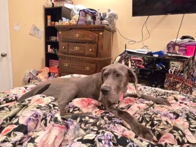 Great Dane
