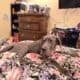 Great Dane