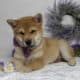 AKC Shiba Inu Larry
