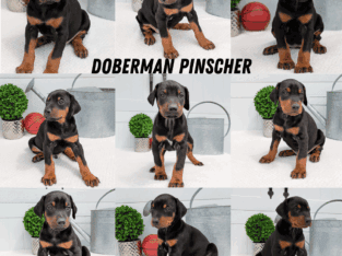 AKC DOBERMAN PINSCHER PUPS BORN MARCH 22