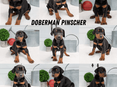 AKC DOBERMAN PINSCHER PUPS BORN MARCH 22