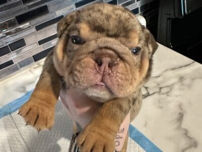English Bulldog puppies