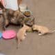 3 kittens up for adoption