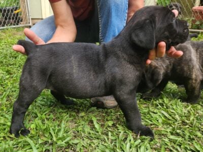 Cane Corso Puppies