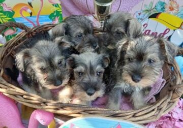 Mini Schnauzer Puppies
