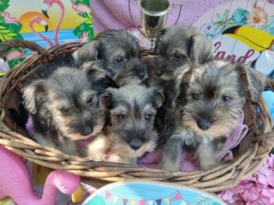 Mini Schnauzer Puppies