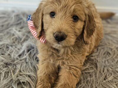 Goldendoodle Puppies