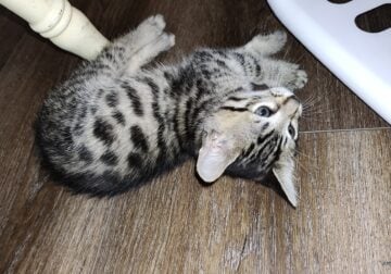 Bengal Kittens