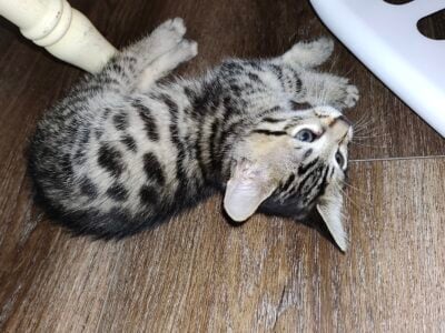Bengal Kittens
