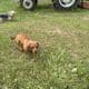 Dachshund Chihuahua mix 70/30