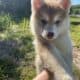 Siberian Husky Puppies