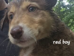 Border Collie Puppies