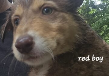 Border Collie Puppies