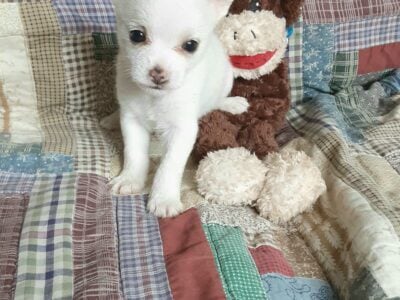 White Long Haired Chihuahua puppy