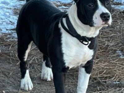 American bully Large