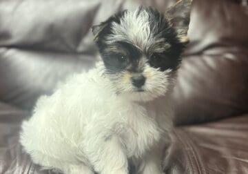 Male parti yorkie 1