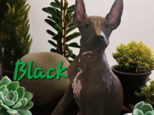 Xoloitzcuintli Standard size