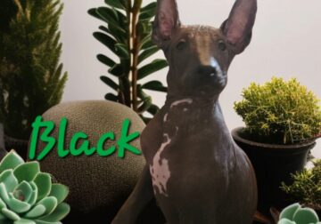Xoloitzcuintli Standard size