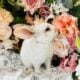 Purebred Mini Plush Lops