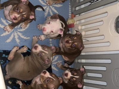 🐾 Adorable 8-Week-Old American Bully Puppies for
