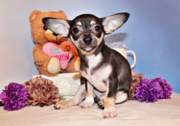 Egypt – Sweetest Little Chi Baby with Yoda Ears