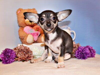 Egypt – Sweetest Little Chi Baby wit  ...