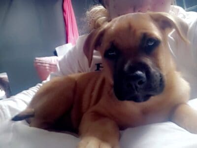 German Shepherd Cane Corso puppy