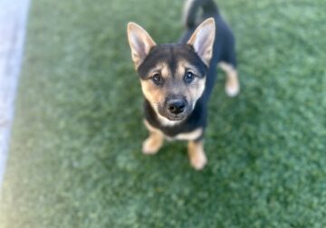 Shiba Inu Puppy For Sale – Black & Tan Female