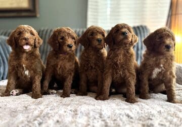 Golden Doodle