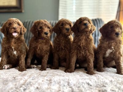 Golden Doodle