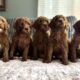 Golden Doodle