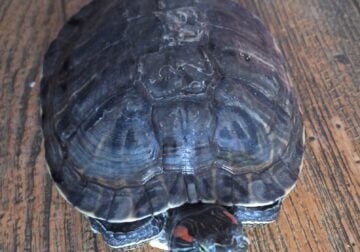 Red eared slider turtle for rehoming
