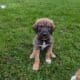 Great DaNoodle Puppies