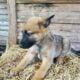Belgian Malinois puppy